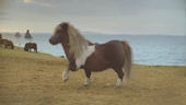 Click here to watch this tv advert